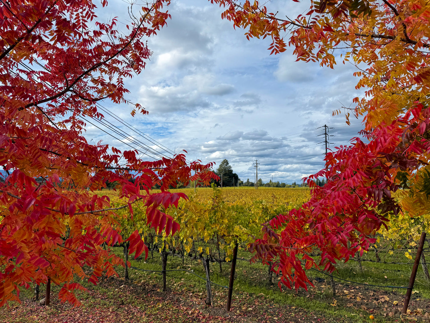 Autumn Vineyard in Napa Valley - Fine Art Print by Leslie Brashear Photography captures rows of yellow grapevines bordered by vivid red tree branches beneath a cloudy sky, showcasing the beauty of a Napa Valley fall.