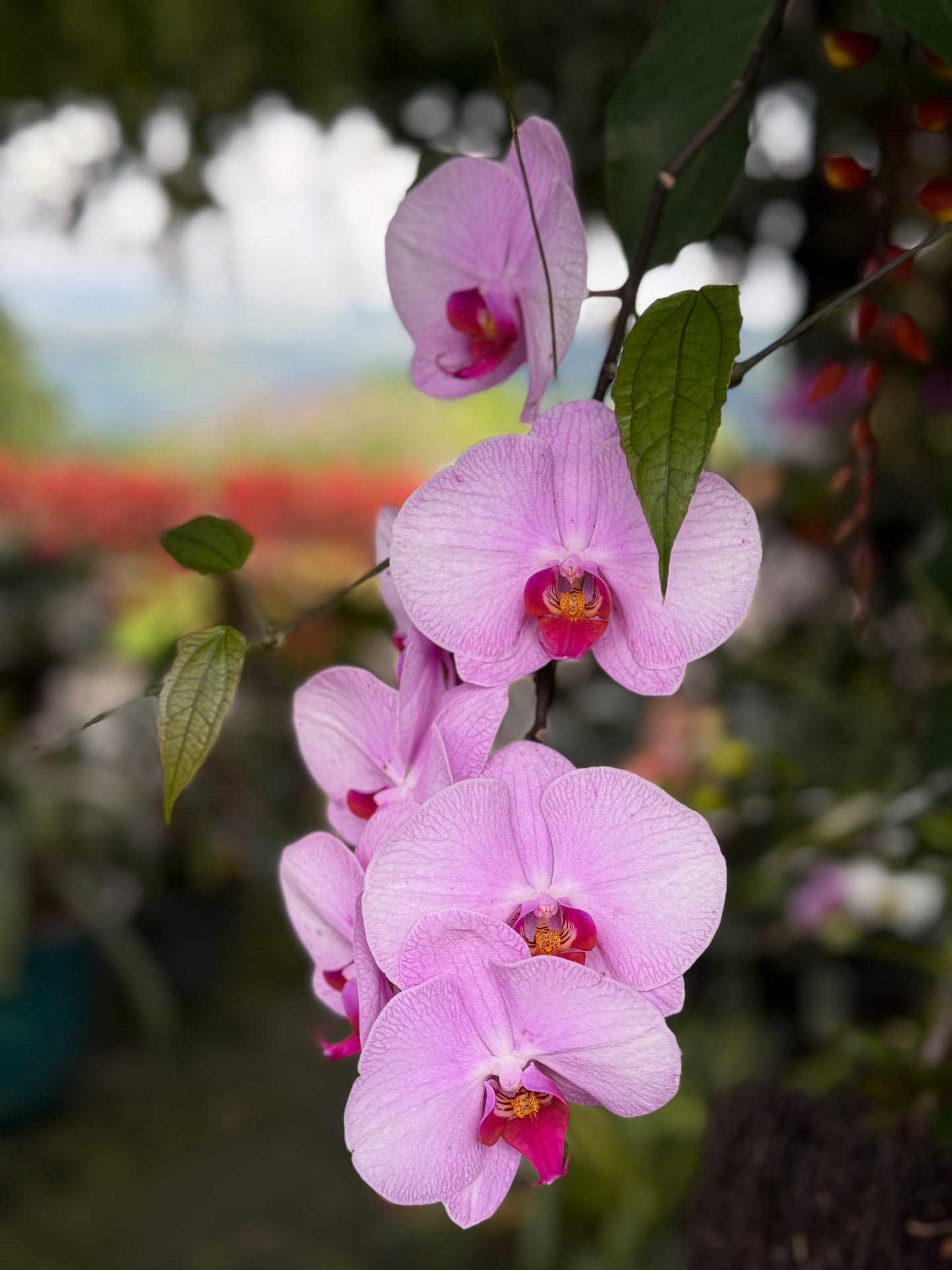 The "Hanging Orchids - Fine Art Print" by Leslie Brashear Photography features pink orchid blossoms with vibrant centers on one stem, set against lush green leaves and a soft outdoor backdrop at a Costa Rican coffee farm.