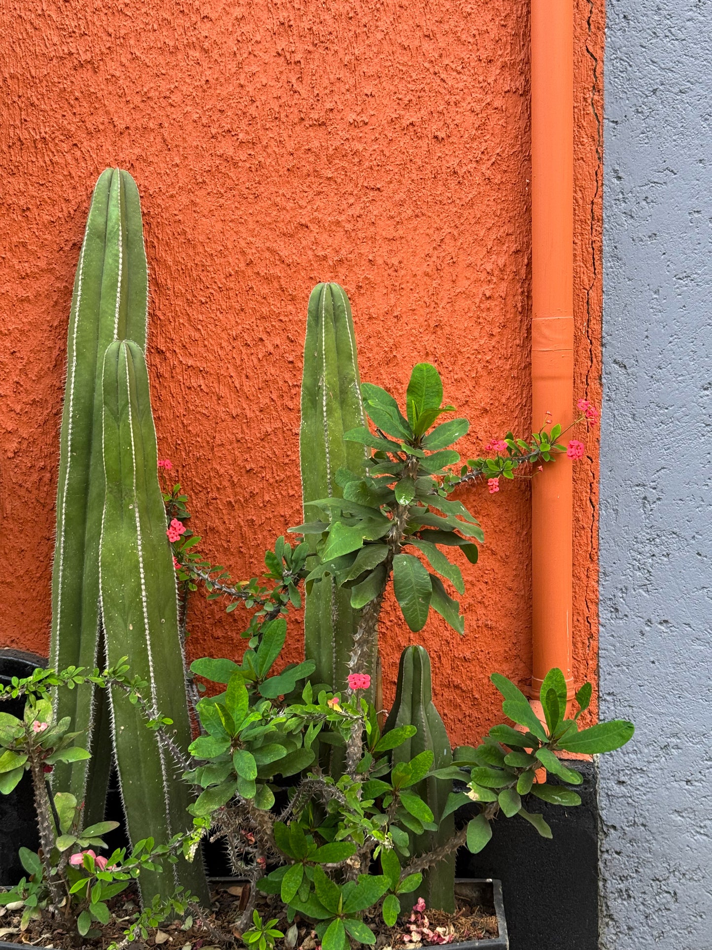 Cactus on Display - Fine Art Print by Leslie Brashear Photography features tall green cacti and leafy plants with small pink flowers in front of textured orange and gray walls—ideal for cactus art or Mexico City wall decor lovers.