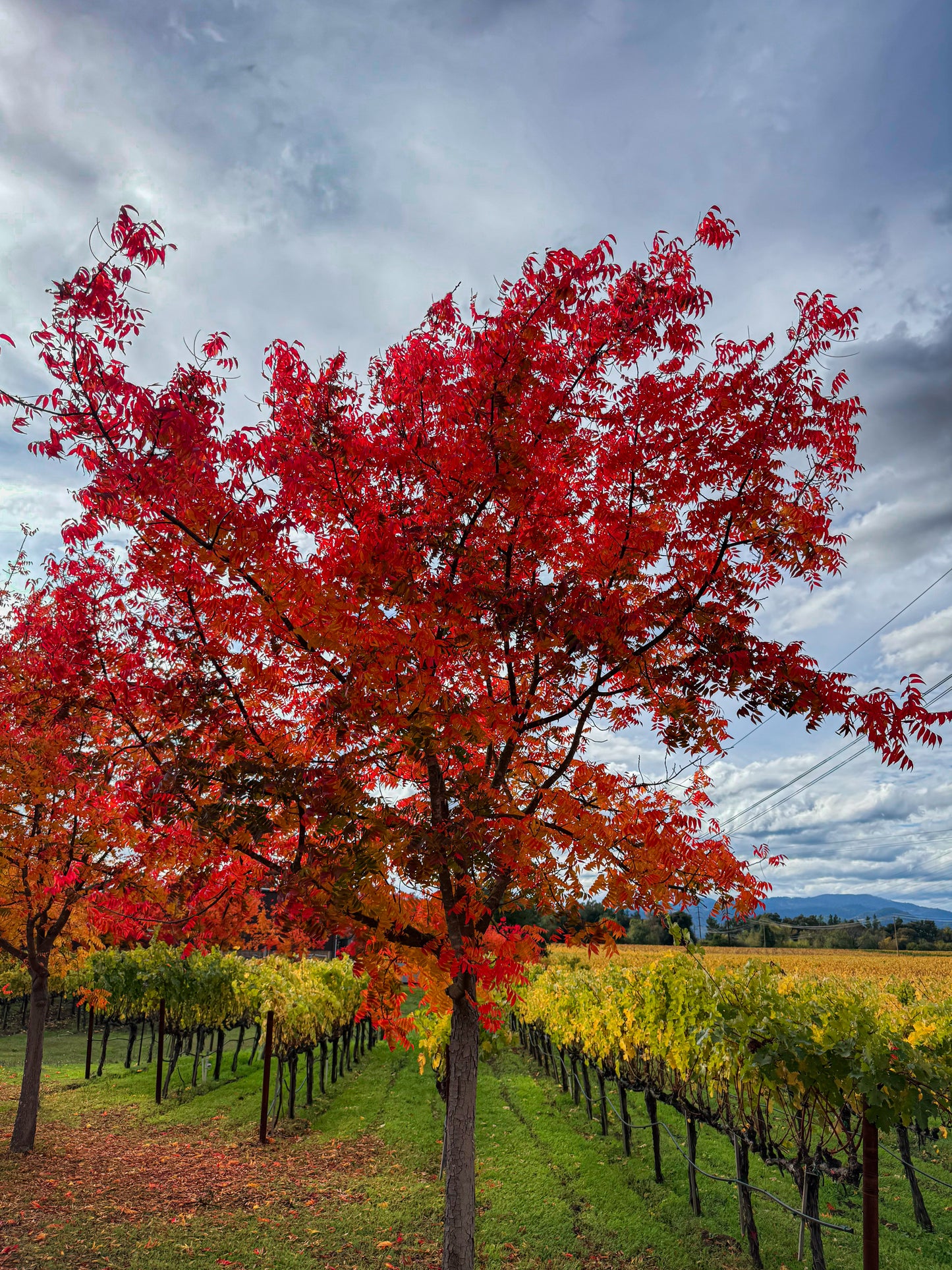 Napa Valley Autumn Colors - Fine Art Print by Leslie Brashear Photography captures a vivid red tree among green and yellow grapevines beneath a cloudy sky, evoking the beauty of autumn along the scenic Silverado Trail.