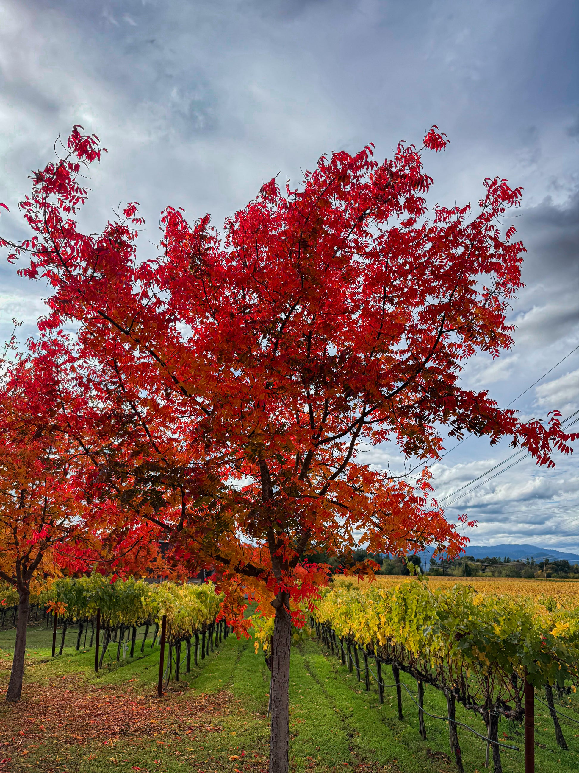 Napa Valley Autumn Colors - Fine Art Print by Leslie Brashear Photography captures a vivid red tree among green and yellow grapevines beneath a cloudy sky, evoking the beauty of autumn along the scenic Silverado Trail.