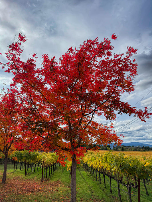Napa Valley Autumn Colors - Fine Art Print by Leslie Brashear Photography captures a vivid red tree among green and yellow grapevines beneath a cloudy sky, evoking the beauty of autumn along the scenic Silverado Trail.