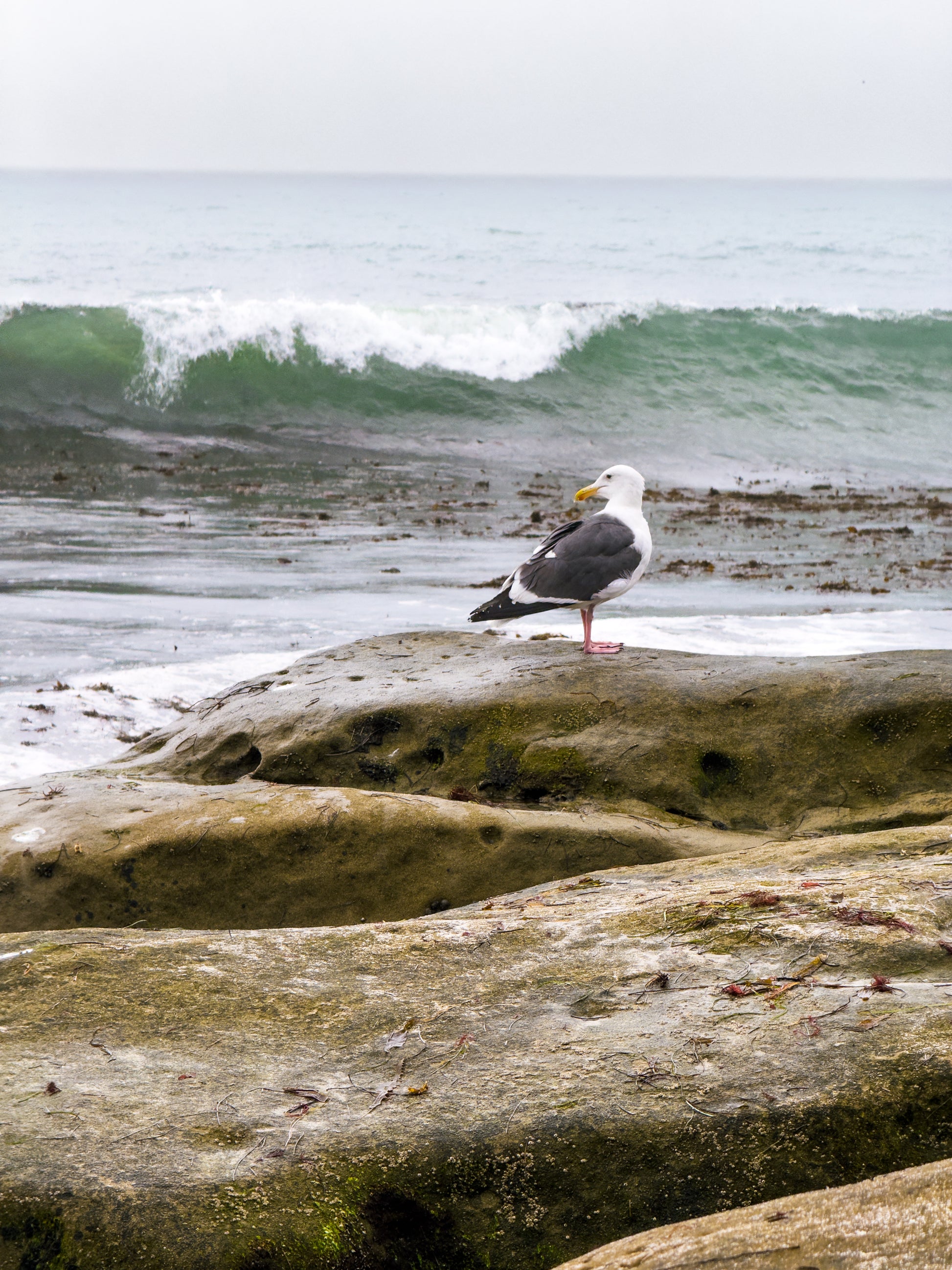 Seagull on the Rocky Shoreline - Fine Art Print by Leslie Brashear Photography captures a seagull atop a rugged rock with waves and seaweed on Windansea Beach—an ideal piece for San Diego photography enthusiasts.