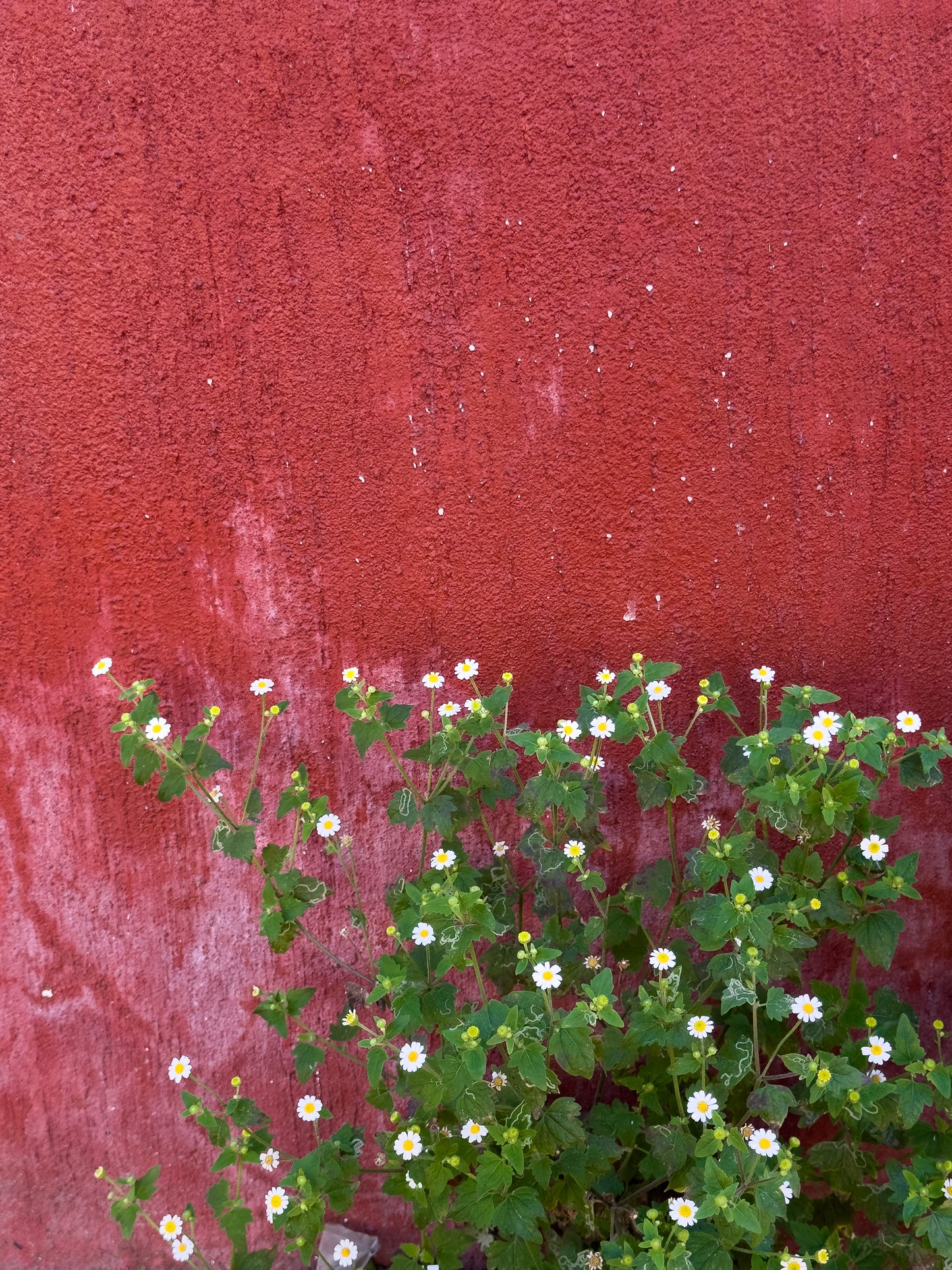 Rustic Red Wall with Tiny Wildflowers - Fine Art Print by Leslie Brashear Photography captures small white and yellow wildflowers against a textured red wall, creating a charming rustic scene.