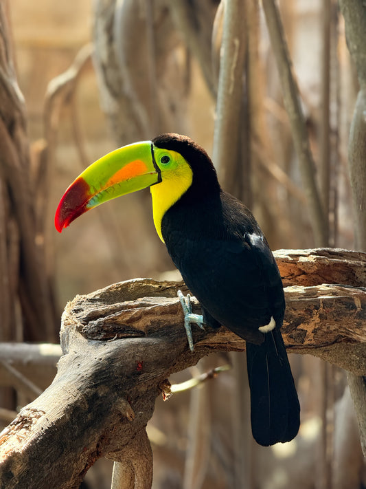 Vibrant Toucan Perched on Branch" by Leslie Brashear Photography captures a toucan with a striking yellow, green, and red bill resting on a branch amidst softly blurred foliage in the background.