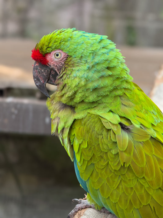 Vibrant Green Macaw Portrait by Leslie Brashear Photography features a green macaw with red accents above its beak and vivid plumage, perched on a branch against a blurred backdrop.