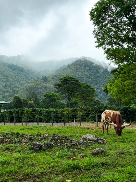 Watusi in Costa Rica- Fine Art Print by Leslie Brashear Photography features a brown and white cow grazing peacefully amidst grass, trees, rocks, and mountains under a cloudy sky.