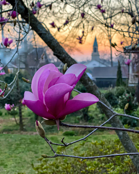 Experience the serene beauty of Kirkwood, Atlanta at sunset with "Pink Magnolia - Fine Art Print" by Leslie Brashear Photography—showcasing a close-up pink magnolia flower set against blurred blossoms, trees, and a church steeple.