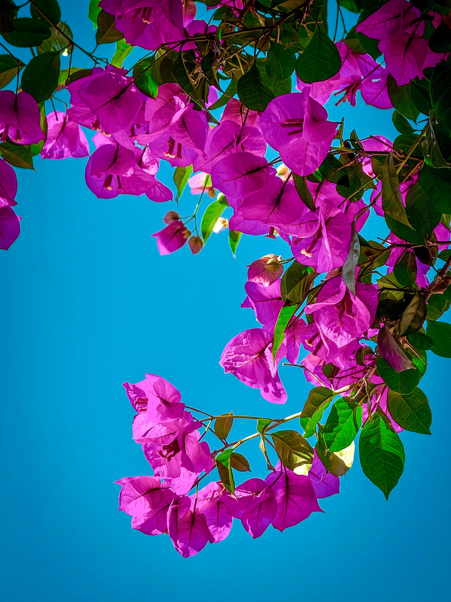 Close-up of vibrant bougainvillea against a clear blue sky