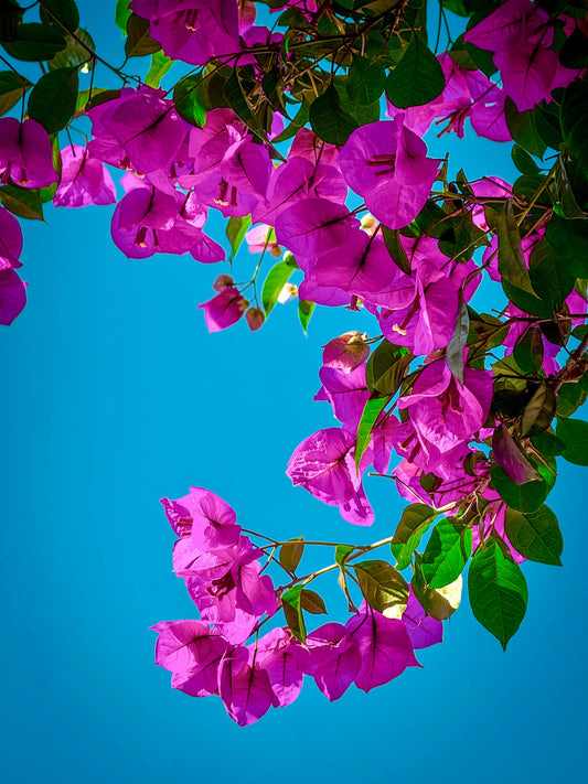 Bougainvillea - Fine Art Print by Leslie Brashear Photography features vivid purple and pink bougainvillea blooms with lush green leaves under a clear blue sky—ideal for tropical wall art or nature photography lovers.