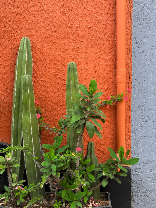 Cactus on Display - Fine Art Print by Leslie Brashear Photography features tall green cacti and leafy plants with small pink flowers in front of textured orange and gray walls—ideal for cactus art or Mexico City wall decor lovers.