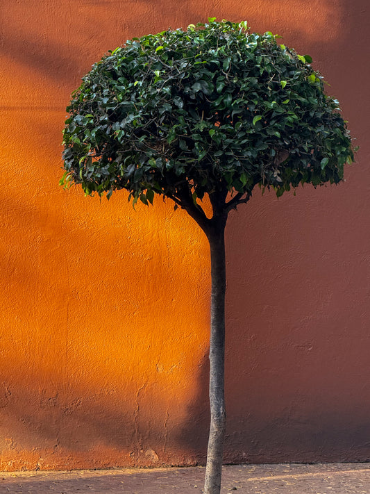 The "Tree in the Sunlight - Fine Art Print" features a neatly pruned, round-canopied tree casting a shadow against an orange wall—a striking scene inspired by Mexico City’s unique urban nature.