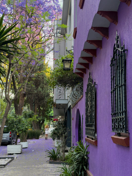 Purple Streetscape - Fine Art Print by Leslie Brashear Photography captures a narrow Mexico City street with a purple wall, wrought iron window grilles, jacaranda blooms, and a person walking—perfect for adding urban charm to your space.