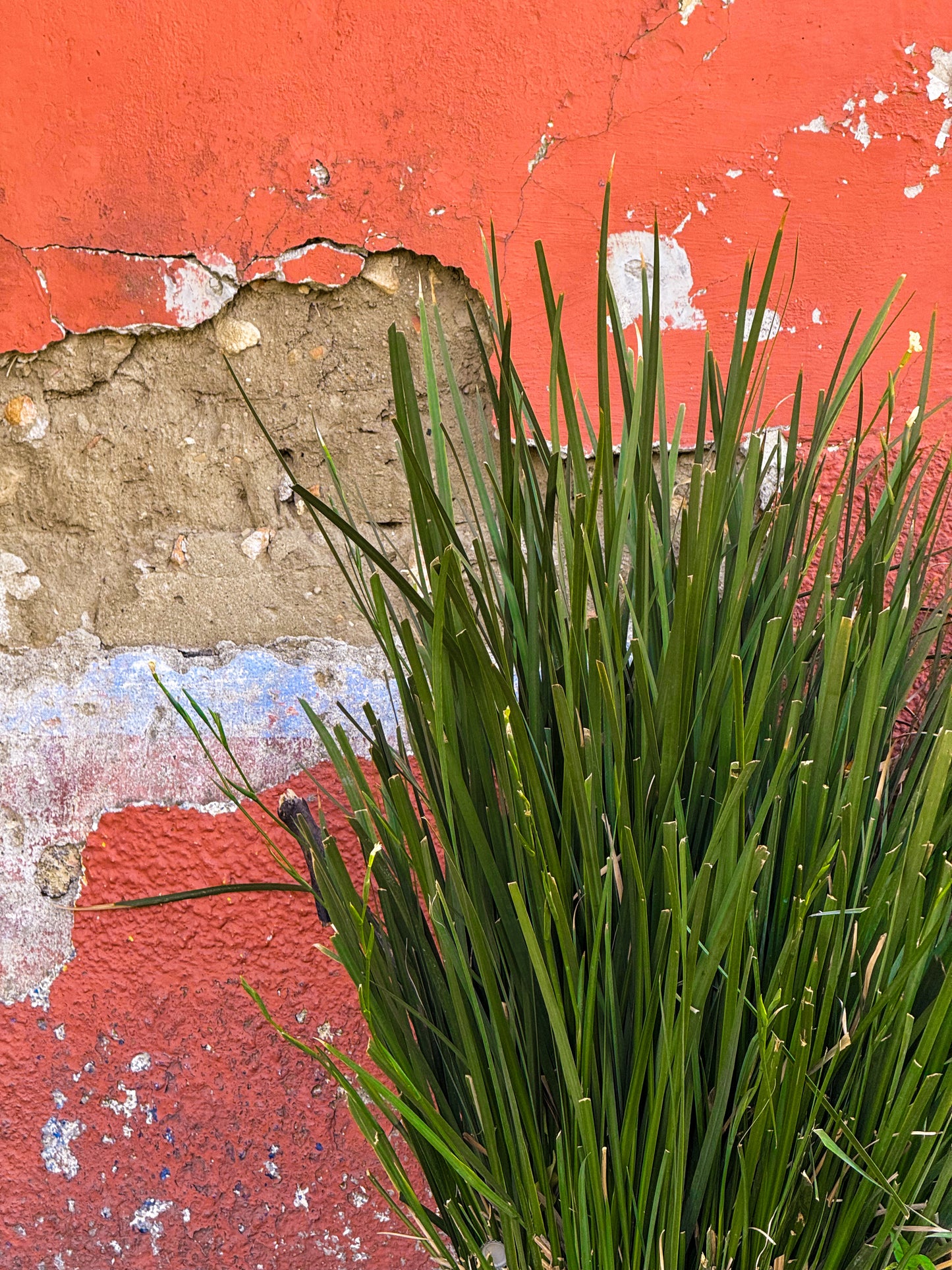 Against the Weathered Wall- Fine Art Print by Leslie Brashear Photography features a green plant with long leaves against a cracked red wall, blending rustic charm and urban decay—ideal for distinctive decor.