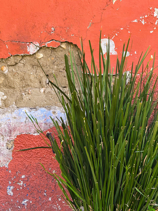 Against the Weathered Wall- Fine Art Print by Leslie Brashear Photography features a green plant with long leaves against a cracked red wall, blending rustic charm and urban decay—ideal for distinctive decor.
