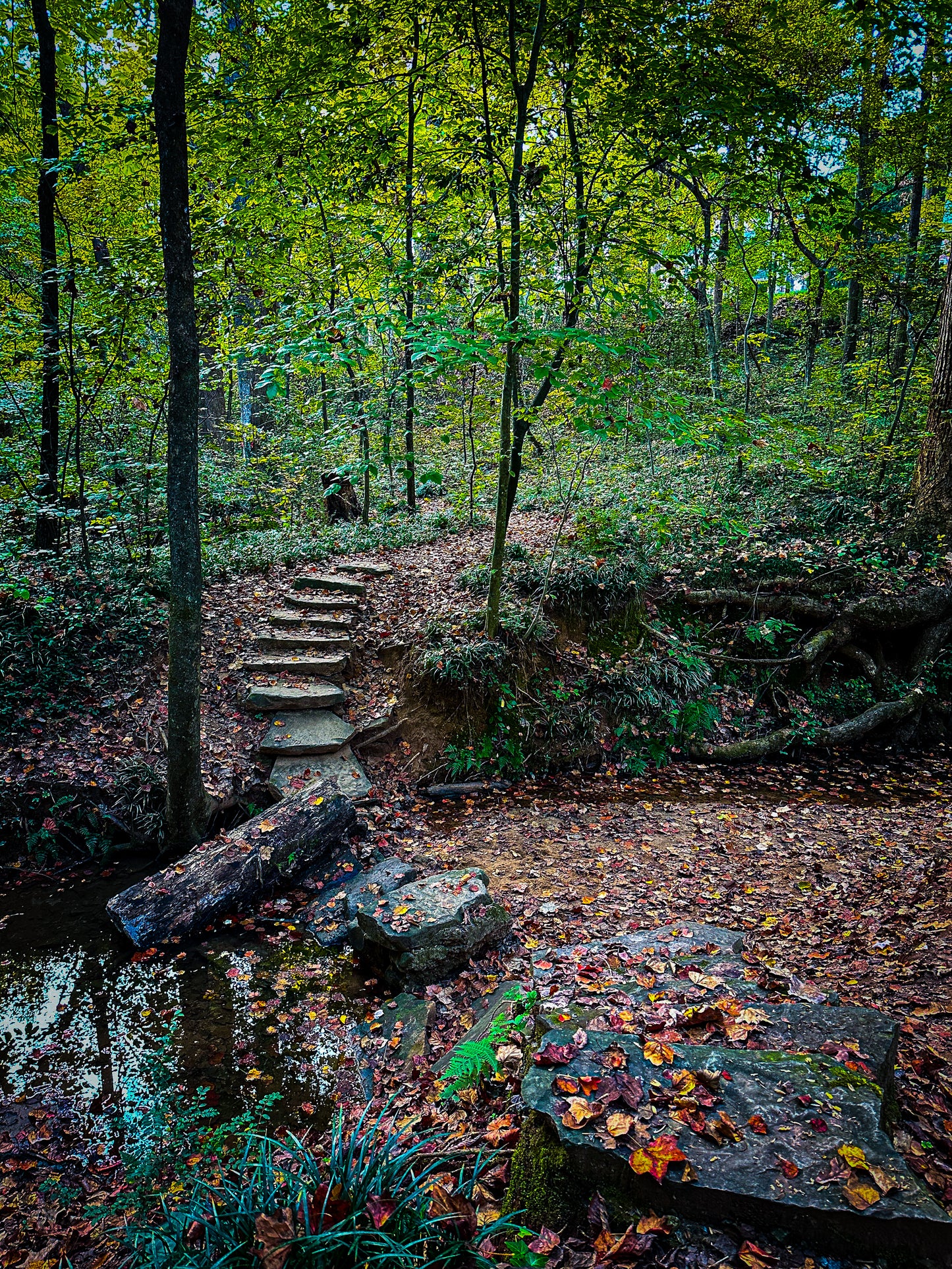 Stone Path" by Leslie Brashear Photography captures stone steps forming a pathway up a wooded hill in Deepdene Park, framed by fallen leaves and a shallow stream below.