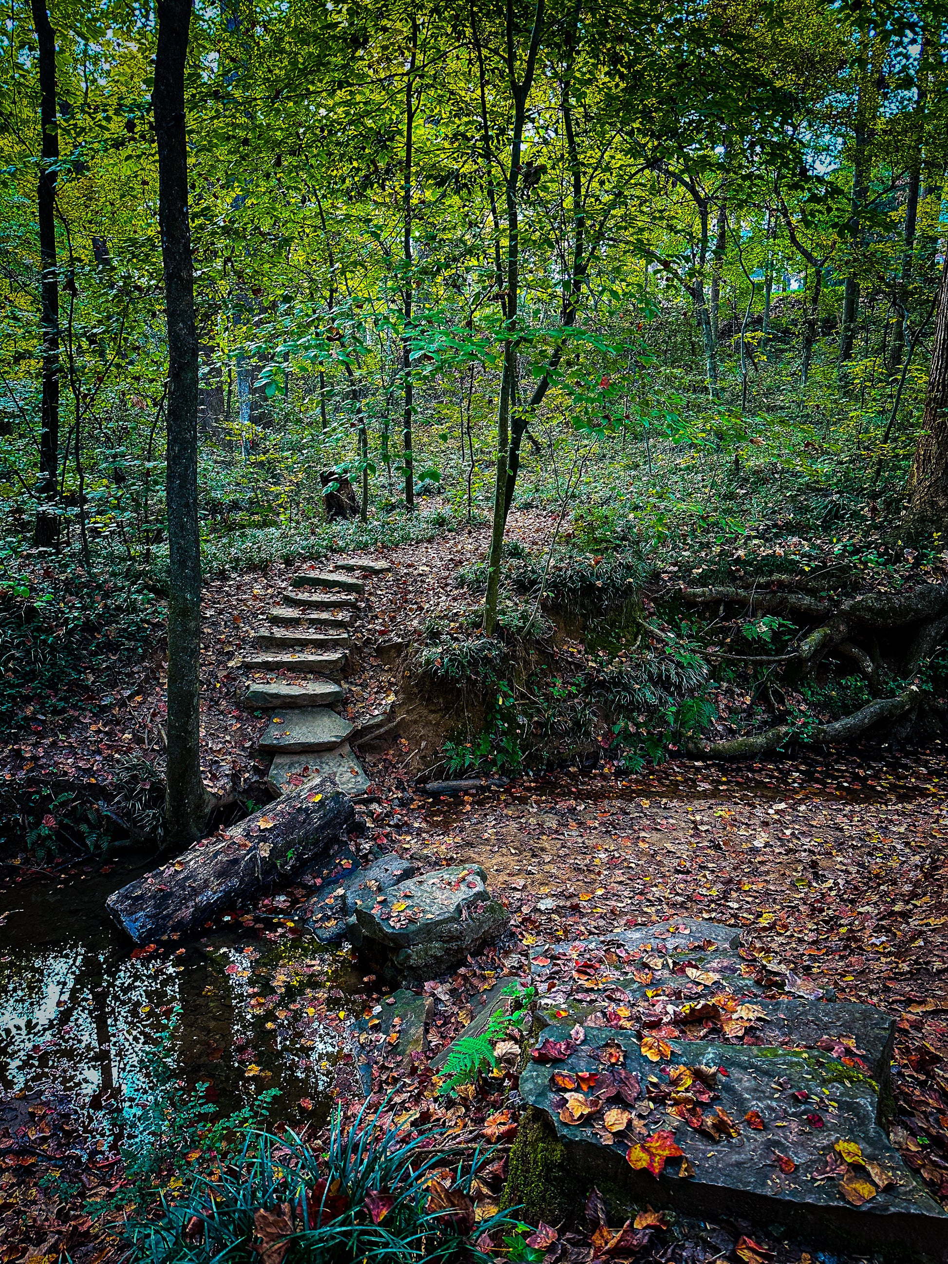 Stone Path" by Leslie Brashear Photography captures stone steps forming a pathway up a wooded hill in Deepdene Park, framed by fallen leaves and a shallow stream below.