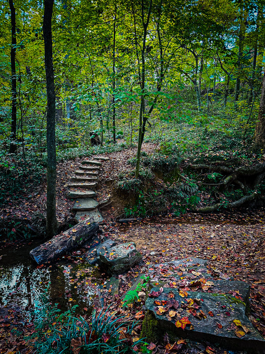Stone Path" by Leslie Brashear Photography captures stone steps forming a pathway up a wooded hill in Deepdene Park, framed by fallen leaves and a shallow stream below.