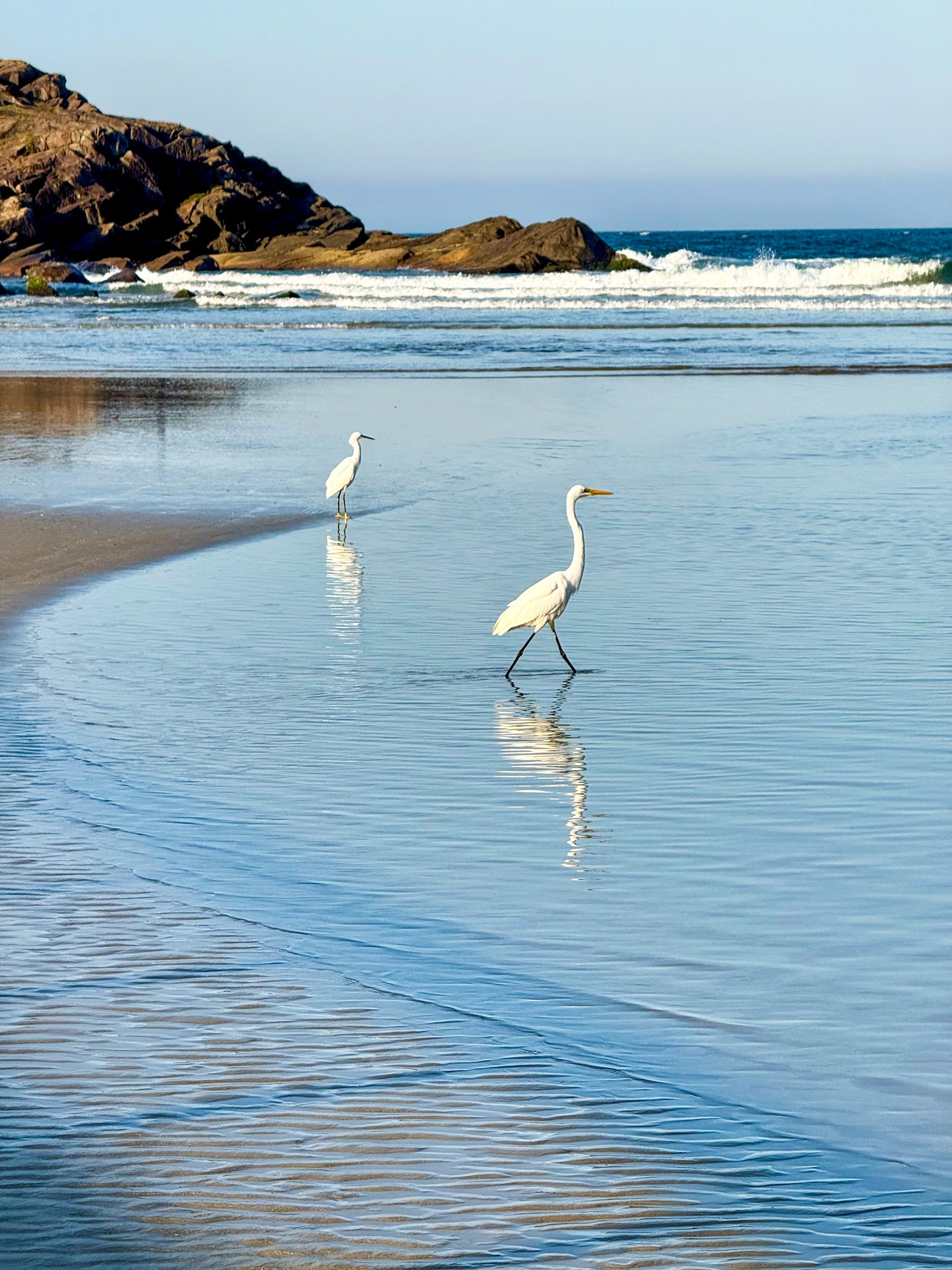 Egrets Wading in Shallow Water - Fine Art Print by Leslie Brashear Photography captures two white herons on Armação Beach, Florianópolis, with gentle waves and rocky coastline—perfect for photography enthusiasts.
