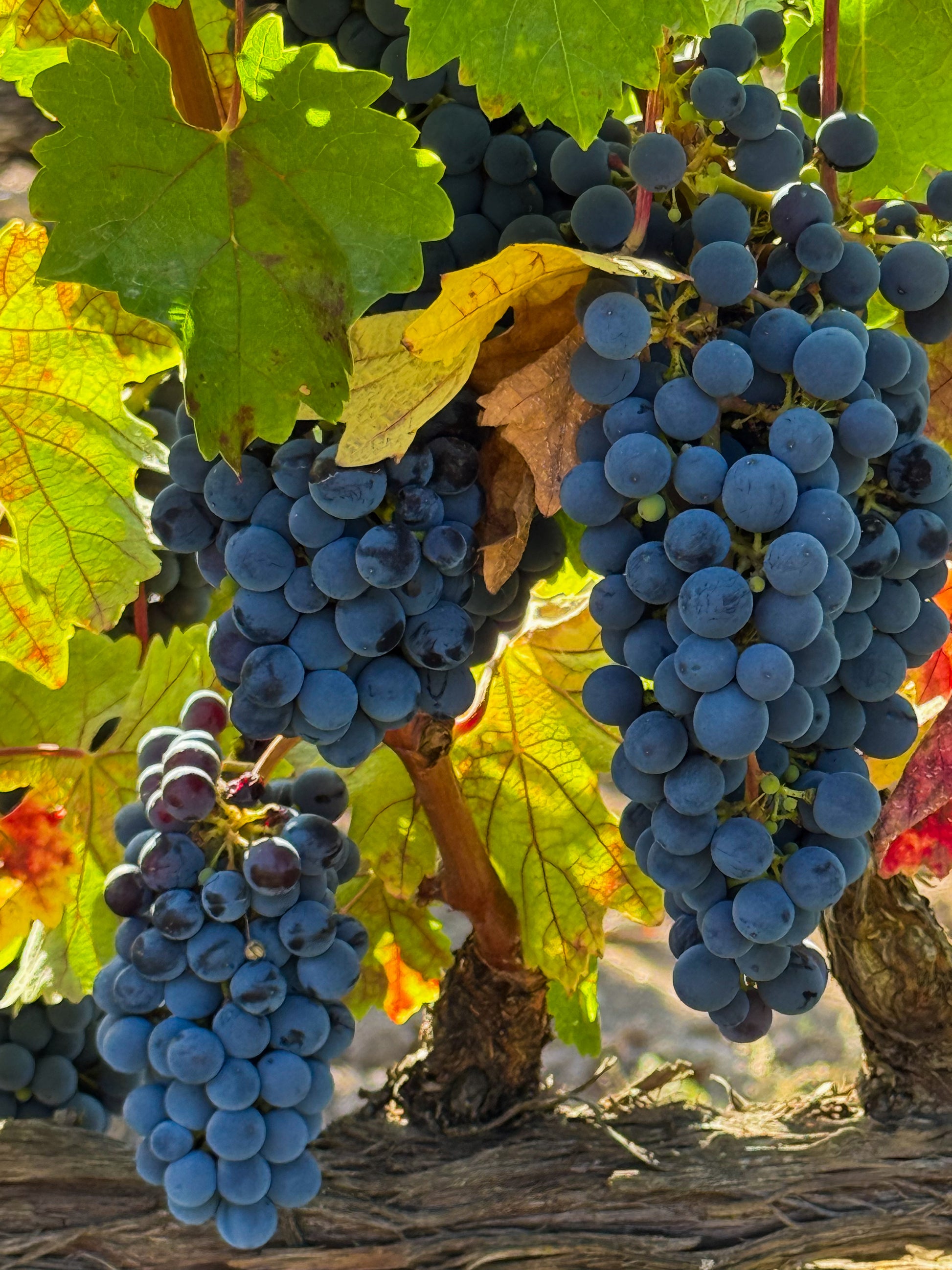 Ripe, dark purple grape clusters hang from a sunlit vine with green and yellow leaves in this fine art print, capturing the essence of Napa's renowned Coombsville AVA: Trio of Cabernet Sauvignon Grape Clusters.